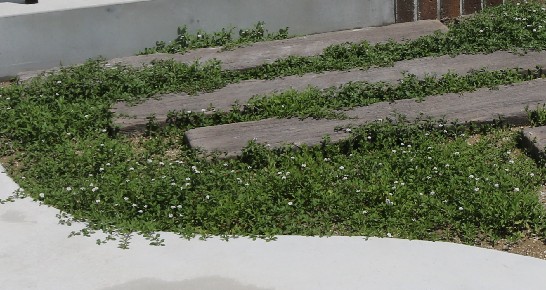 ナチュラルガーデンのすすめ グランドカバープランツによる雑草対策 外構 エクステリア 造園は庭づくり専門店 愛知県扶桑町 池之上造園へ